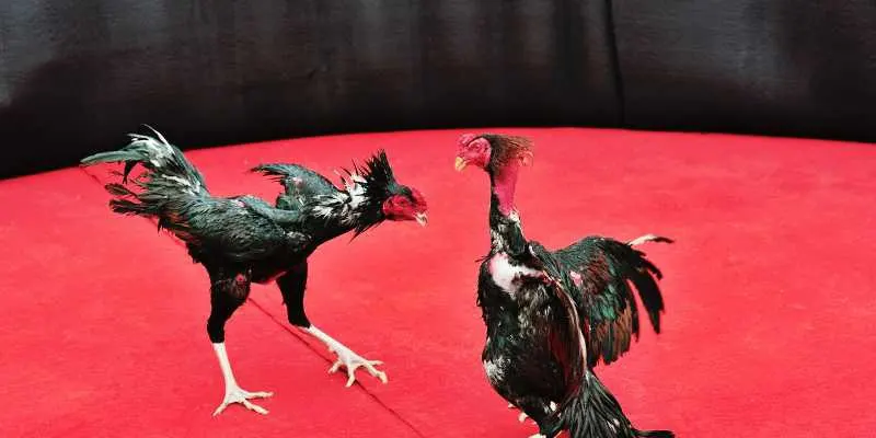 Đá gà M8win là lựa chọn lý tưởng cho ai yêu thích cảm giác hồi hộp