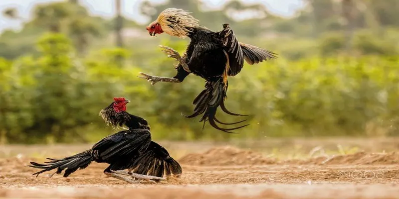 Đá gà M8win mang đến khung cảnh trường đấu sôi động, chân thực