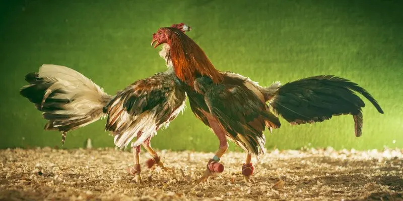 Đá gà M8win tái hiện từng pha ra đòn mãn nhãn, hấp dẫn người xem